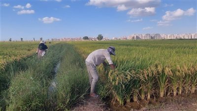 أسعار الأرز بالدقهلية تبدأ من 15 ألف جنيه للطن الشعير، والأبيض بـ28 للكيلو 