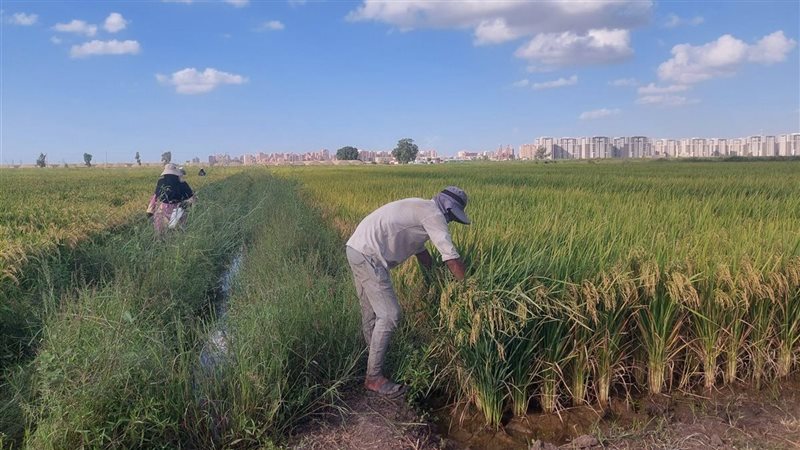 أسعار الأرز بالدقهلية تبدأ من 15 ألف جنيه للطن الشعير، والأبيض بـ28 للكيلو