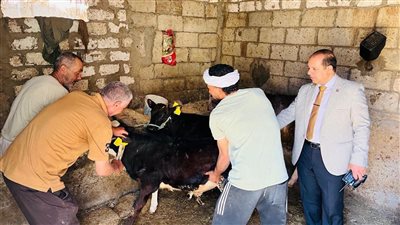 تحصين 250 ألف رأس ماشية ضد الحمى القلاعية والوادي المتصدع بالدقهلية