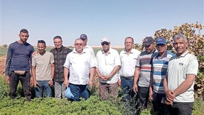 إنتاجية متميزة للنباتات الطبية والعطرية على 350 فدانًا ببلاط في الوادي الجديد 