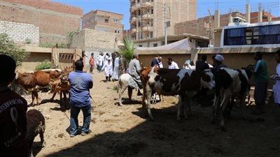 للحفاظ على الثروة الحيوانية، جامعة الفيوم تنظم قافلة بيطرية بقرية منشأة الخطيب
