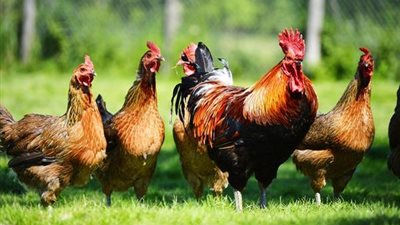 انخفاض 5 جنيهات في سعر الفراخ اليوم الثلاثاء 23 يونيو 2026