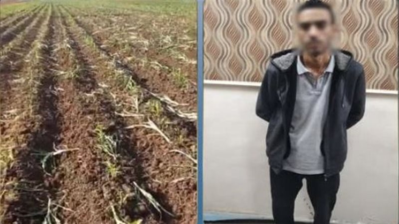 ضبط عامل لقيامه بإتلاف