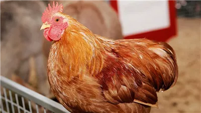 انخفاض سعر الفراخ البيضاء اليوم الأحد 28 يونيو 2026 (آخر تحديث)