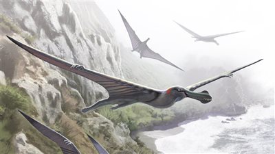 اكتشاف علمي مثير.. زاحف طائر حلق في سماء مصر قبل أكثر من 95 مليون سنة.. متوسط الحجم وحلق فوق الأنهار والسهول الفيضية التي غطت شمال مصر في العصر الطباشيري