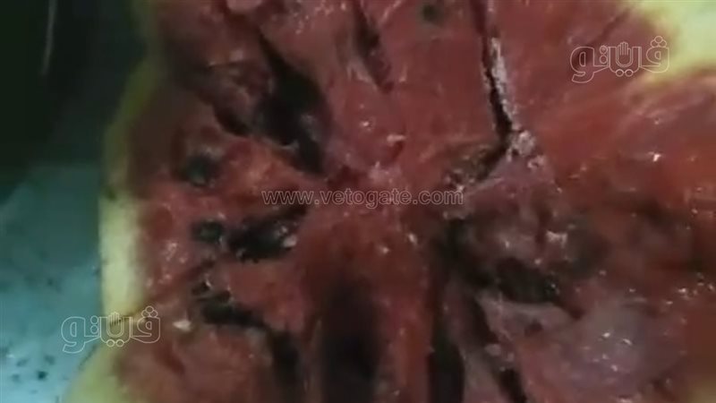 تاجر بطيخ يثير الجدل