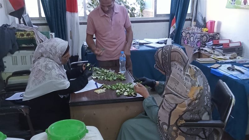 فحص لوز القطن الأخضر،