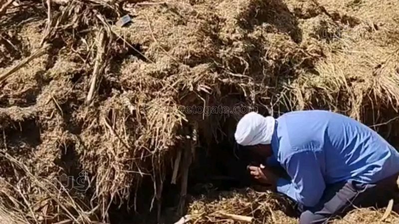محاولات البحث عن