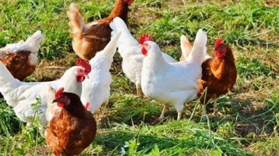 تصل إلى 4 جنيهات، انخفاض سعر الفراخ اليوم الأحد 5 يوليو 2026