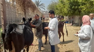 قافلة علاجية مجانية لطب بيطري القاهرة بمنطقة التبين لدعم صحة الحيوان 