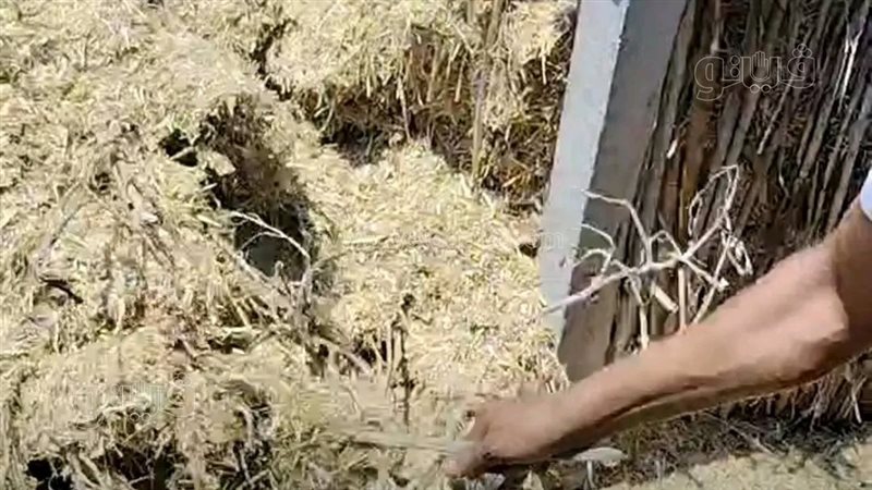 لدغات العقارب والثعابين،فيتو