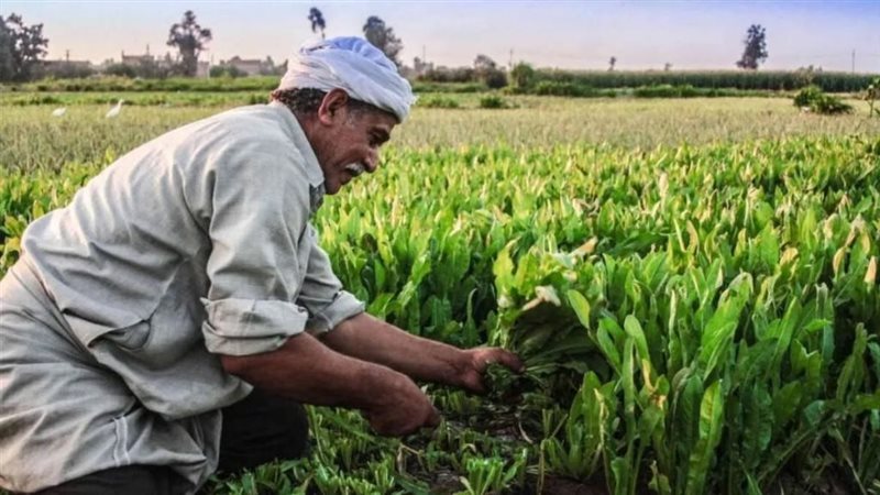  إيجار أراضي الأوقاف