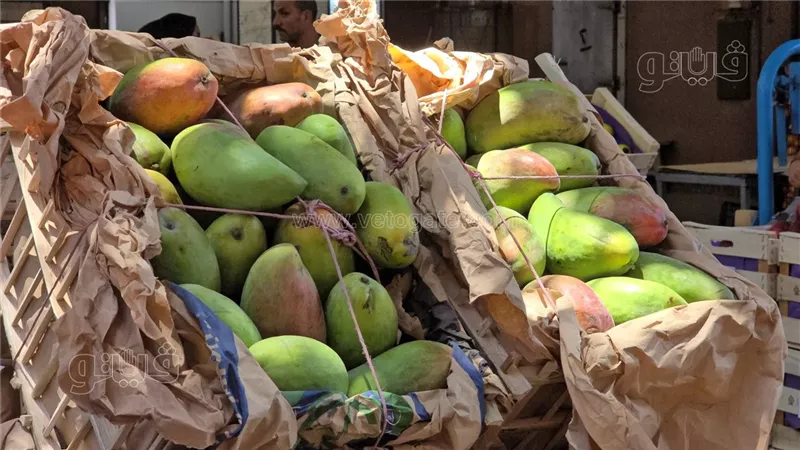 أسعار المانجو اليوم