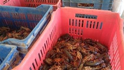 ضبط طن أسماك غير صالحة للاستهلاك الآدمي في قنا وإحالة الواقعة للنيابة (صور)