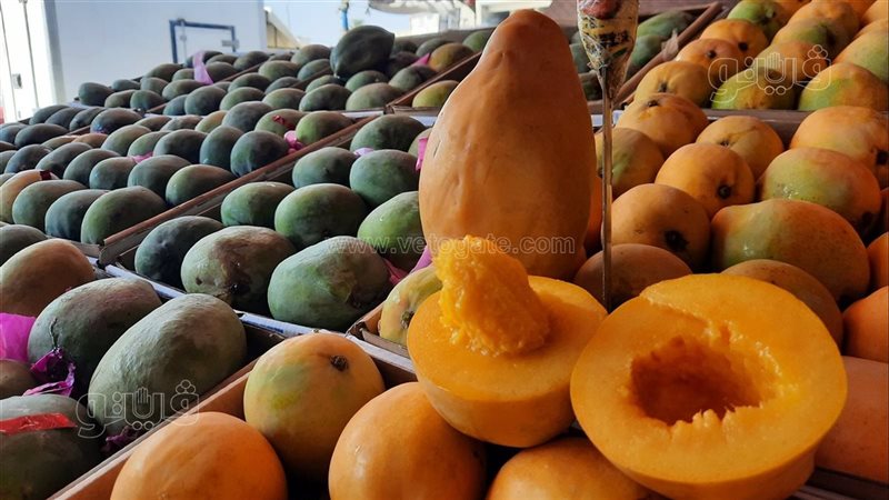 بدء حصاد محصول المانجو