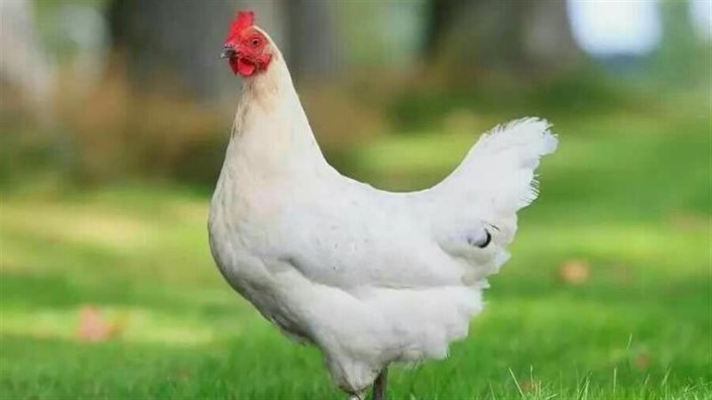 سعر الفراخ اليوم