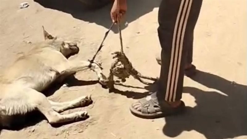 ضبط صاحب فيديو سحل