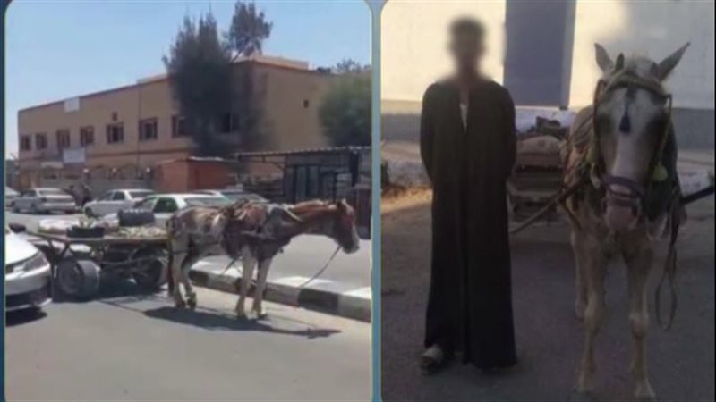 ضبط قائد عربة كارو