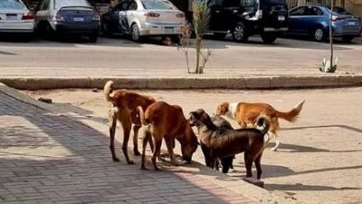 «الزراعة» تطلق الخطة الوطنية للتعامل مع حيوانات الشارع وتحظر القتل الجماعي