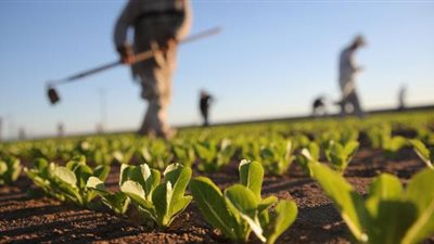 رعاية الفقراء أساس استقرار الدول، خبير يطالب الحكومة بمساندة صغار المزارعين ودعم الأسمدة