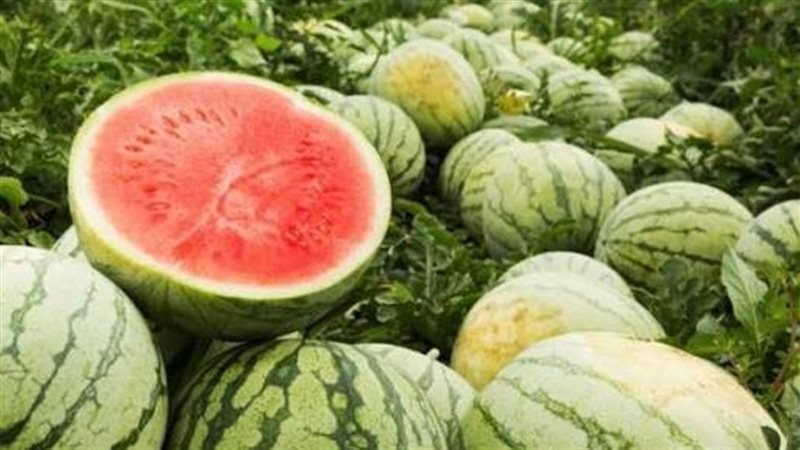تفسير رؤية البطيخ