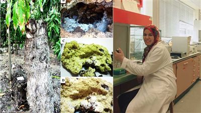 يحمي ثروة مصر الزراعية.. باحثة مصرية تحقق انجازا عالميا وتكتشف 
