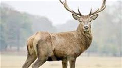 انقلب السحر على الساحر.. صياد بولندي يتحول لفريسة | فيديو 