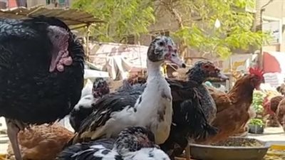 مدهونة بالنشا أو محقونة بالماء.. إزاي تعرفي الفرخة المريضة أو المغشوشة|فيديو