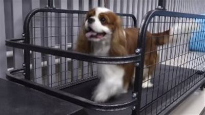 افتتاح صالة رياضية للكلاب في روسيا | فيديو