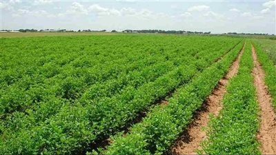 بالقانون المدني.. لا يجوز لمستاجر الأرض الزراعية تأجيرها من الباطن