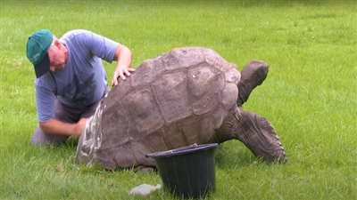 السلحفاة جوناثان تحقق لقبا جديدا في موسوعة جينيس | فيديو