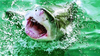 دراسة غريبة: البدر يزيد هجمات أسماك القرش