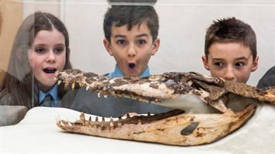 العثور على هيكل تمساح عمره 120 عاما في بريطانيا