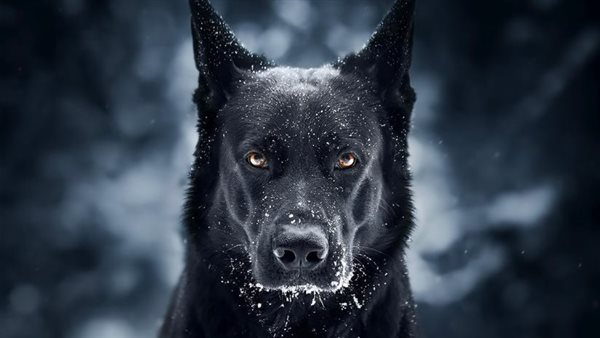 sorte hunde