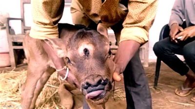 ولادة نادرة وغريبة لعجل في الهند.. والسكان يصفونه بـ