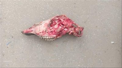 أهالي العريش يعثرون على بقايا عظام تشبه الحمار بميدان عام 