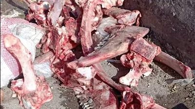 الطب البيطري بالعريش يكشف تفاصيل واقعة العثور على عظام لحيوان يشبه الحمار 