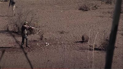 للحد من أعدادها الكبيرة.. برنامج مغربي لاصطياد الخنازير