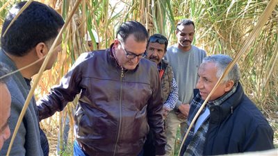 الزراعة تتابع المحطات البحثية المخصصة لتطوير زراعة قصب السكر بالشتلات في أسوان