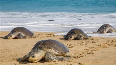 يستخدمها كسيارة.. أسد بحر يلعب مع سلحفاة | فيديو