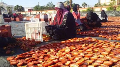 بدء تجفيف محصول الطماطم في الأقصر |صور