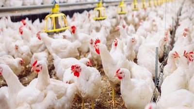 الغرفة التجارية تكشف سبب ارتفاع أسعار الدواجن والبيض