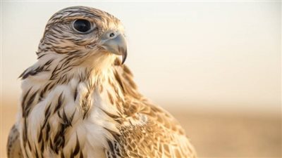 تفسير رؤية الصقر في المنام وعلاقتها بالزواج من رجل قوي 