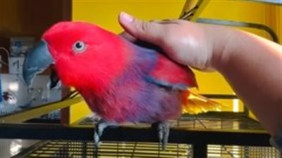 بغبغاء ذكية تقلد نغمة هاتف الآيفون |فيديو