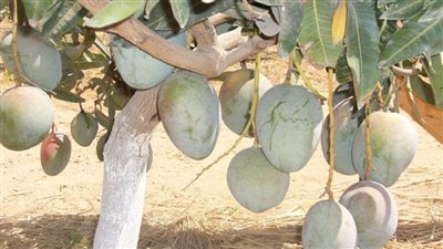  الطقس البارد يهدد محصول المانجو | فيديو 