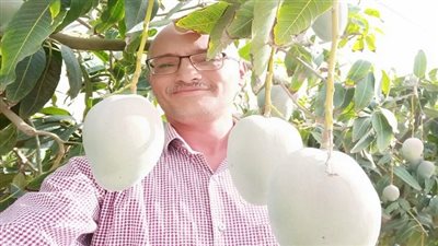 خبير يوجه نصائح مهمة لمزارعي المانجو لحماية الأشجار بعد موجة الصقيع | فيديو