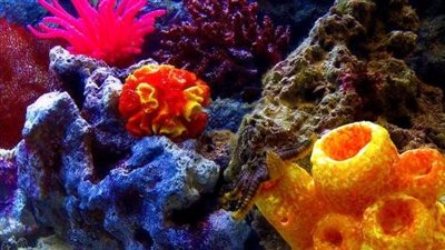 اكتشاف مخلوق غريب في جزيرة باليابان 