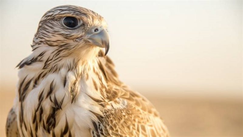 تفسير رؤية الصقر