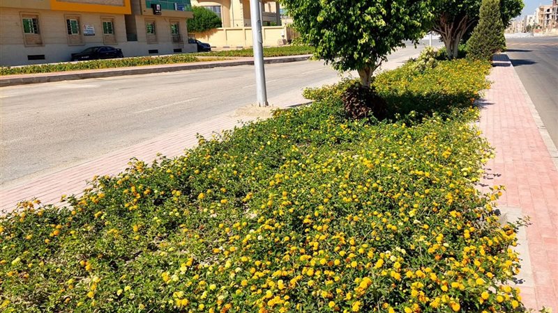مشروعات