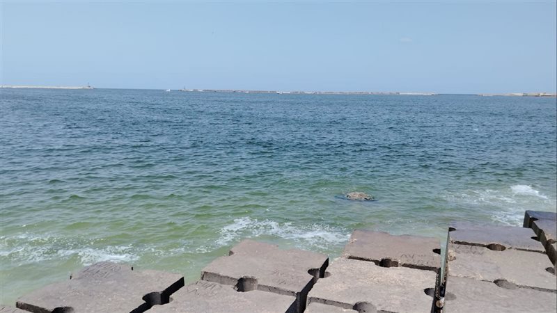 الاسكندريه 